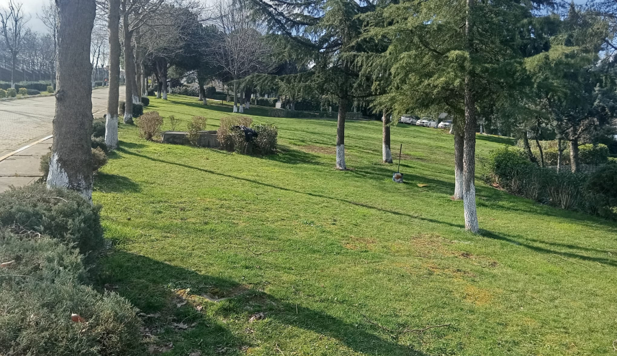 ORTAK ALAN AĞAÇLARININ BUDANMASI VE BAKIMI HK.